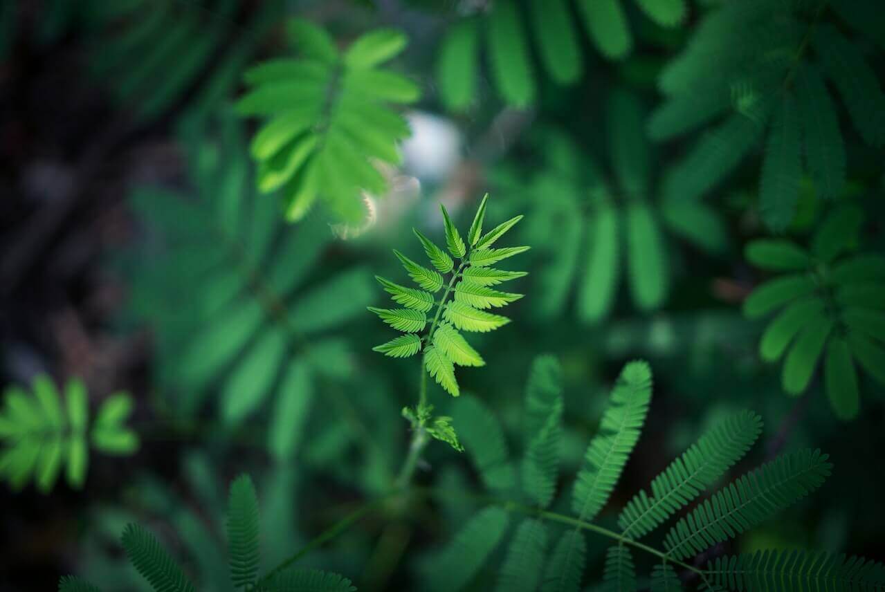 Marketing Verde: Promovendo a Sustentabilidade nos Negócios